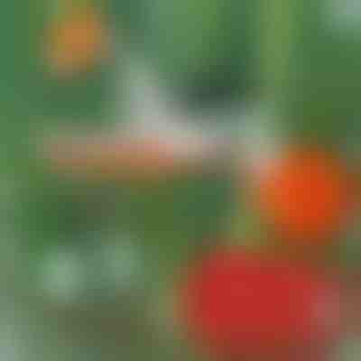 Profesionálna zošívačka rastlín | PLANTBRAND