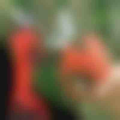 Elektrické nožnice | WHIZZPRUNER